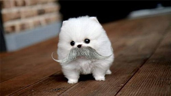 puppy-bowl-2013-mustache.jpg
